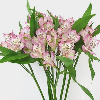 Alstroemeria One Bunch - East Side Grocery