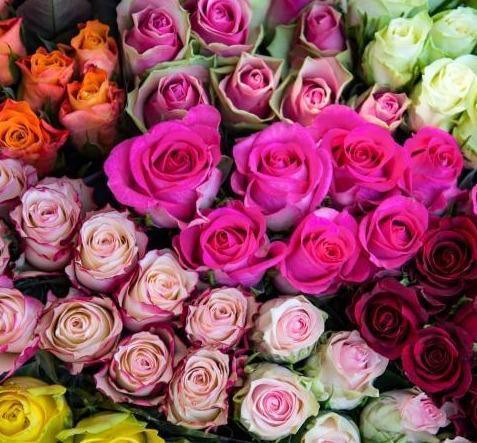 Color Roses One Dozen - East Side Grocery