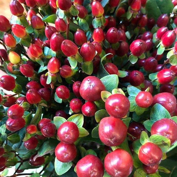 Hypericum Berries One Bunch - East Side Grocery