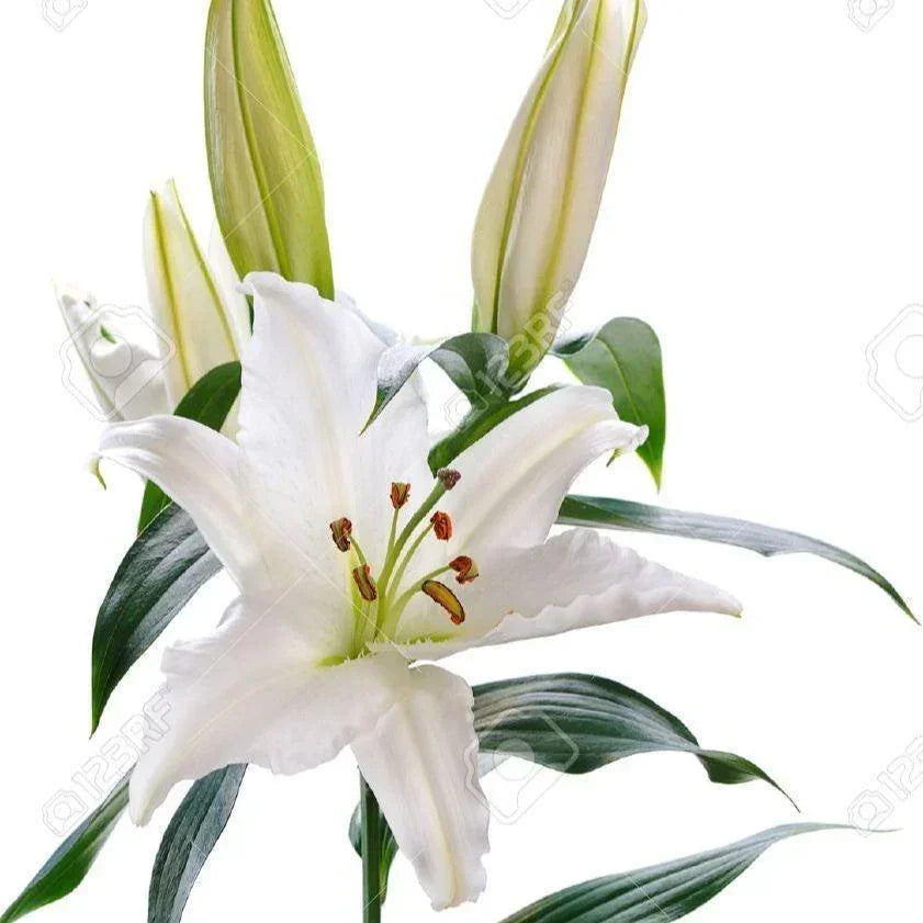 Lily White 1 Stem - East Side Grocery