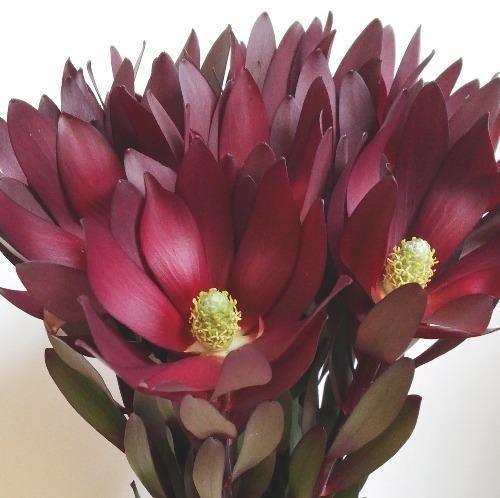 Safari One Bunch - East Side Grocery