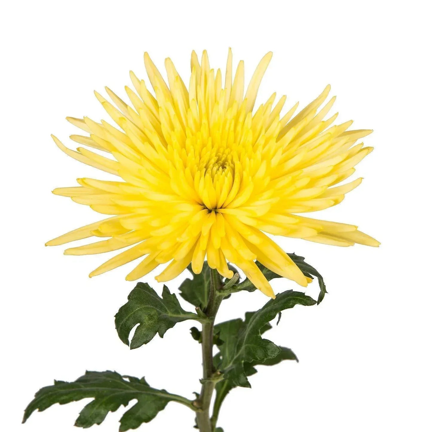 Spider Mum Yellow One Bunch - East Side Grocery