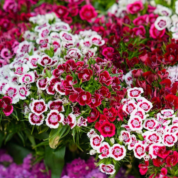 Sweet William Assorted One Bunch