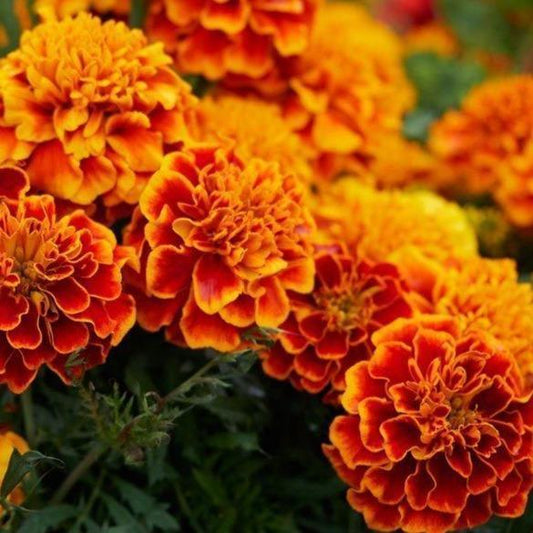 Marigold Flower One Bunch - East Side Grocery