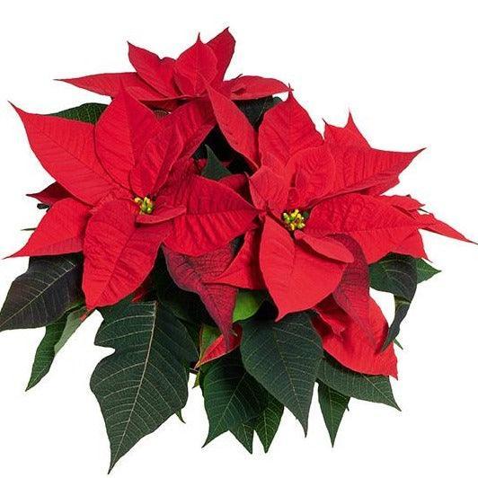 Poinsettia Plant - East Side Grocery