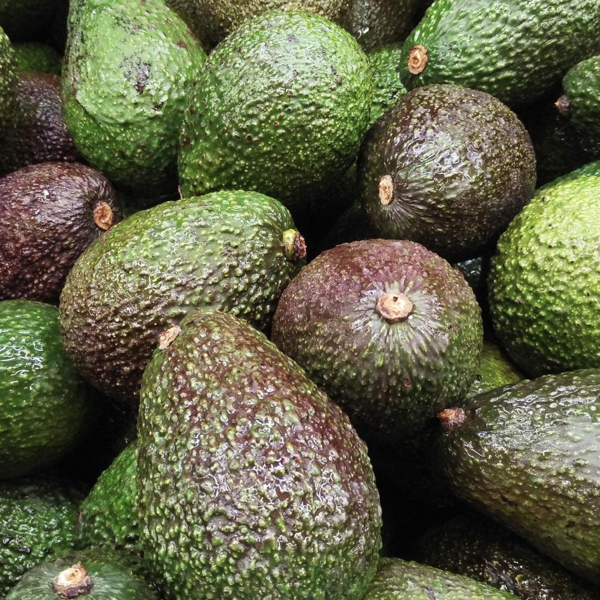 Avocado - East Side Grocery