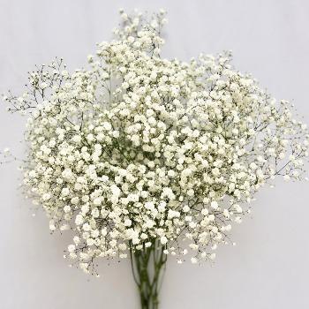 Baby's Breath Flower Bunch - East Side Grocery