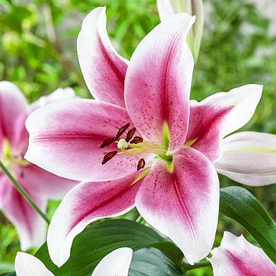 Lily Pink 1 Stem - East Side Grocery