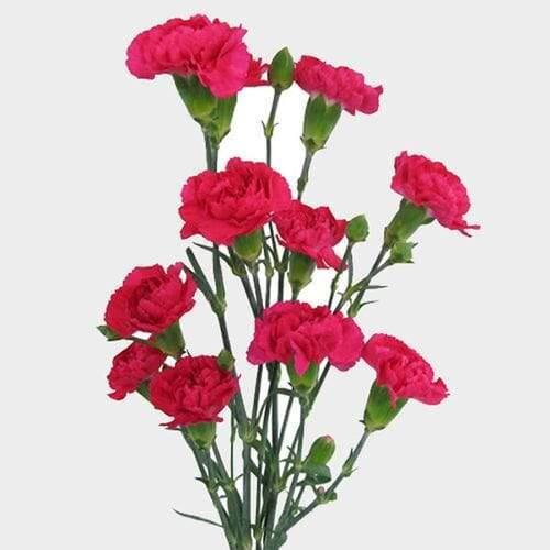 Mini Carnation One Bunch - East Side Grocery