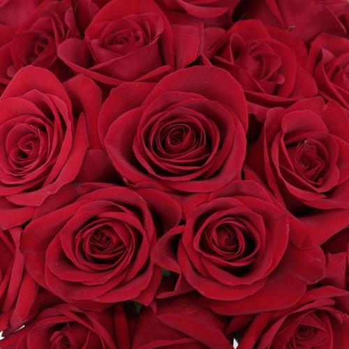 Red Roses One Dozen - East Side Grocery
