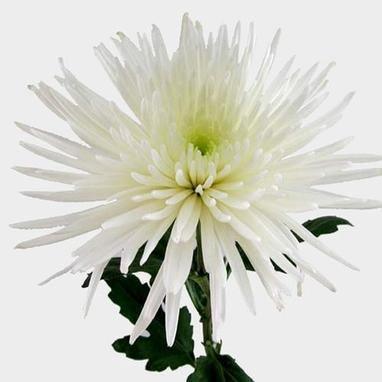 Spider Mum White One Bunch - East Side Grocery