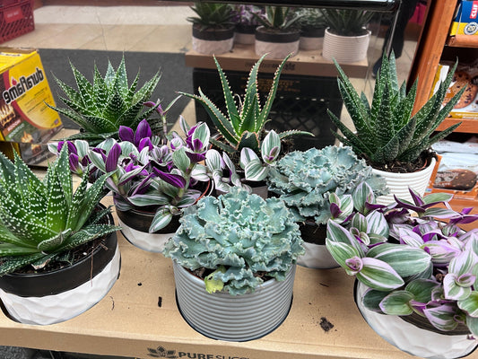 Succulent Plant Pot Assorted - East Side Grocery
